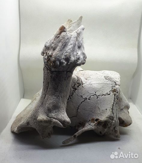 Череп косули