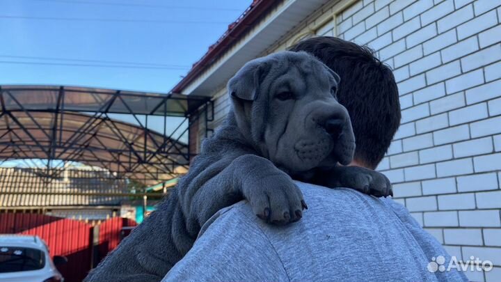 Лиловые, голубые щенки Шар-Пея