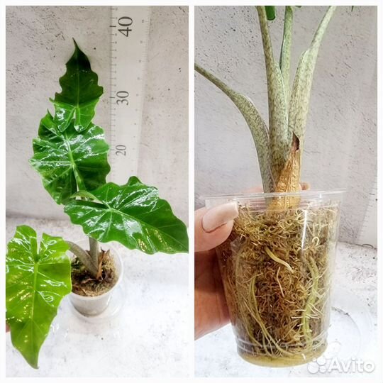 Алоказия, Калатея, Антуриум, сансевиерия