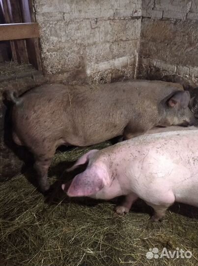 Молодые поросята на мясо