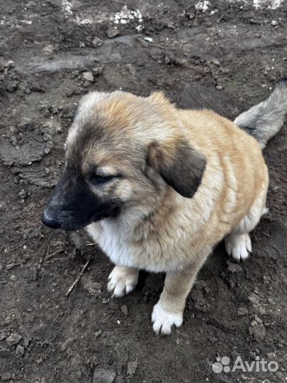 Помесь кавказца