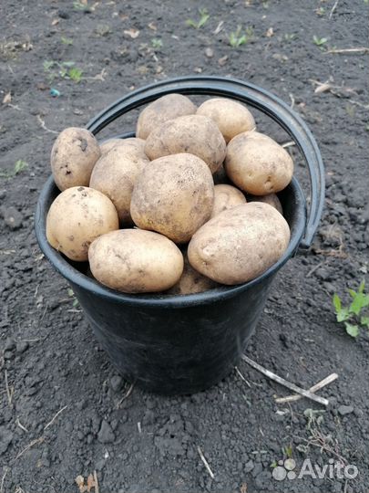 Продаю картофель,лук