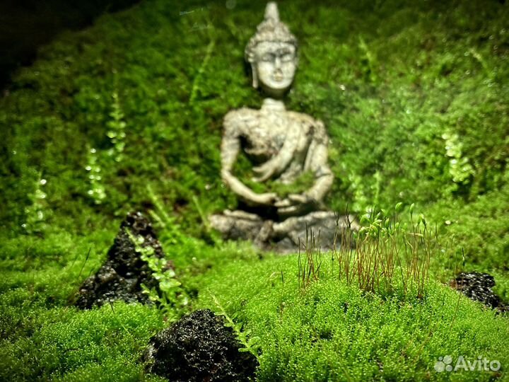Мохариум с живым мхом и буддой
