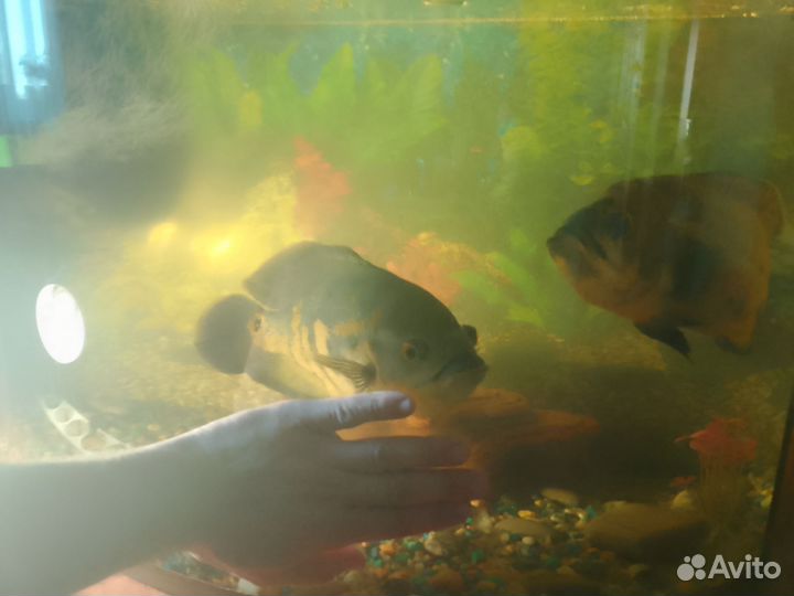 Глазчатый астронотус