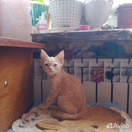 Котята в добрые руки 3 месяца