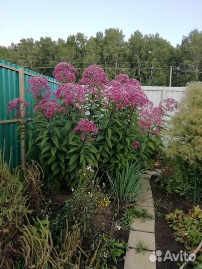 Цветы многолетние, растения