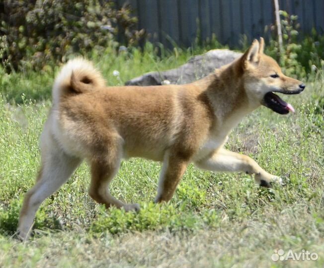 Сиба ину девочка акита