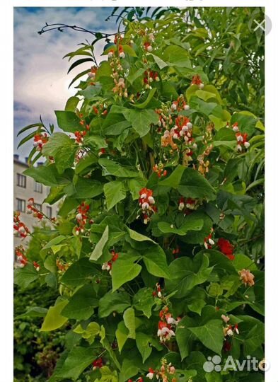 Семена бархатцы, фасоли вьющийся, петунья, космея