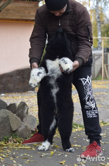 Милая детка дш
