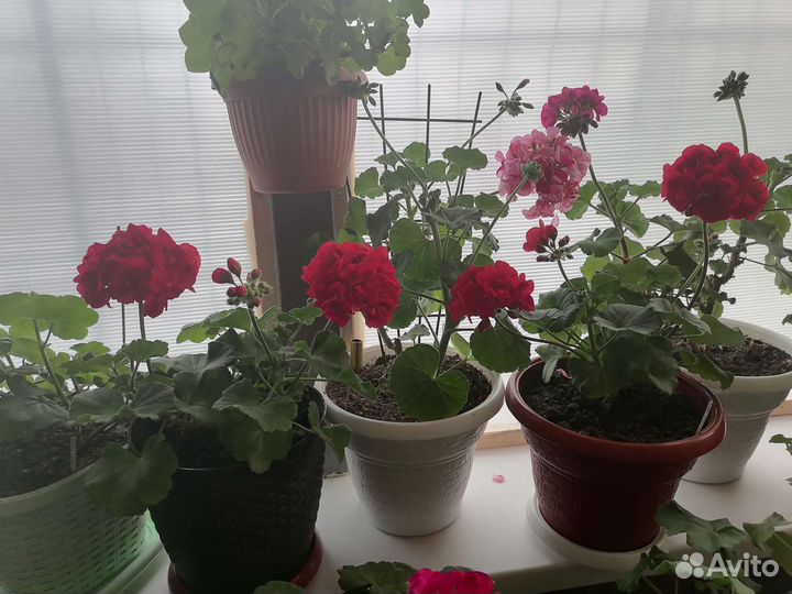 Пеларгония герань
