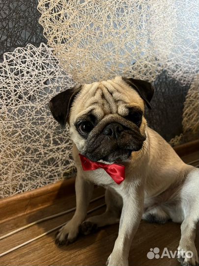 Мопс вязка мальчик