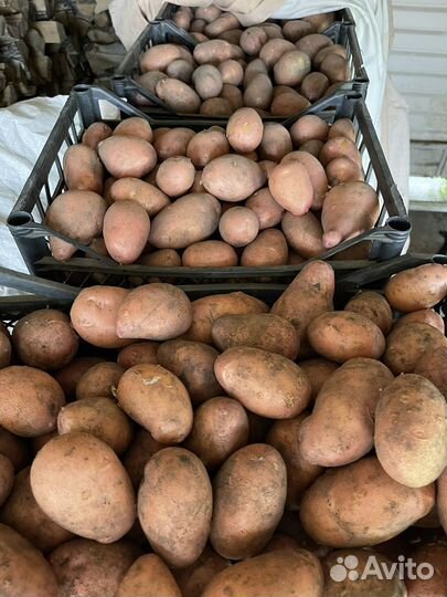 Продам картофель