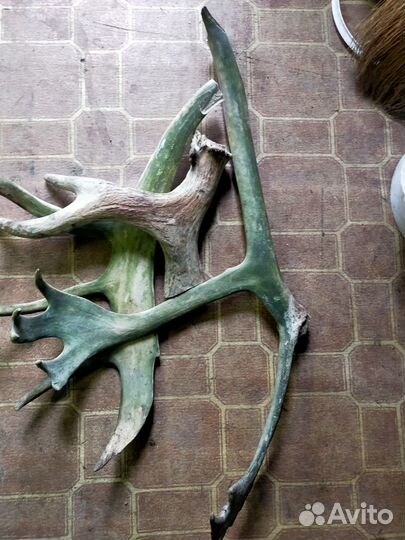 Рога оленя и лося