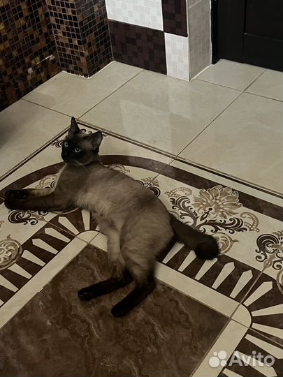 Сиамский кот