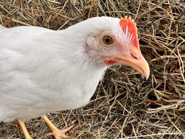 Kуpы нeсушки молодки