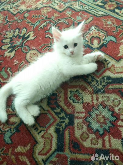 Котята мейн-кун