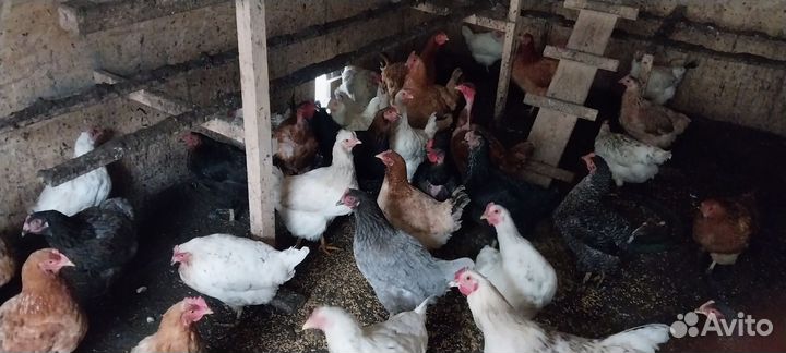 Куры домашние