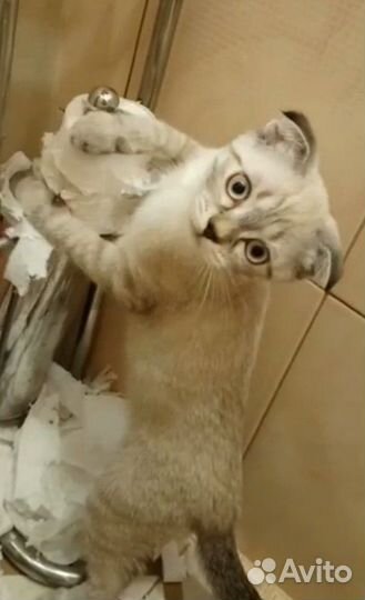 Вязка с шотландским вислоухим котом