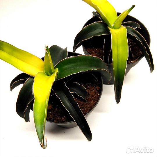 Сансевиерия