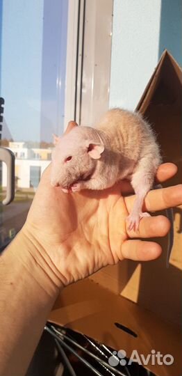 Крыса Фазз Дабл Рекс с клеткой