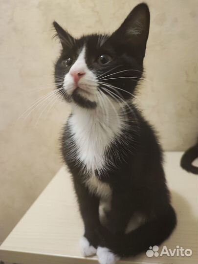 Ласковые котята в добрые руки