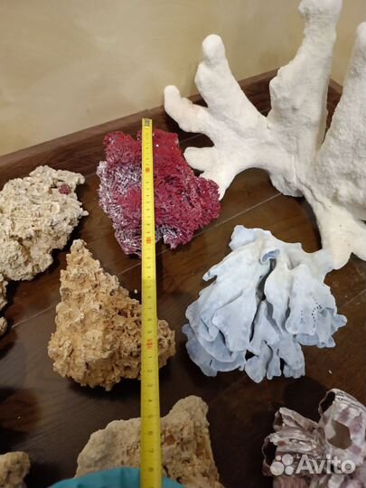 Кораллы для аквариума