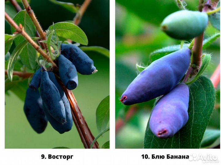 Саженцы жимолости