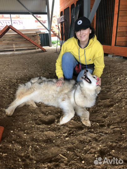 Кинолог. догтренер. Дрессировка собак. Выгул