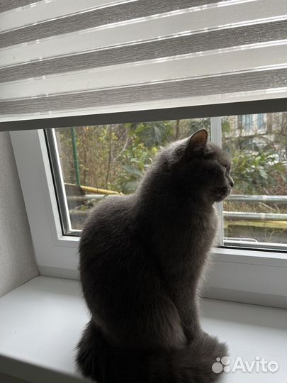 Шотландская кошка вязка