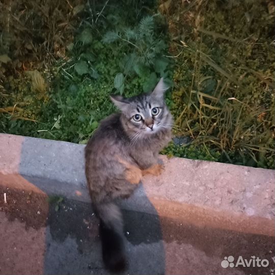 Сибирский котик