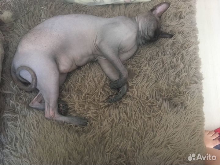 Канадский сфинкс