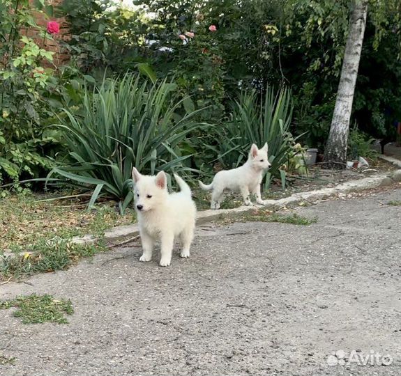 Щенки белой швейцарской овчарки бшо