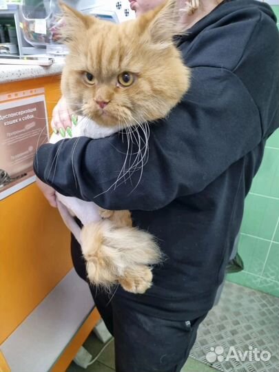 Кошка в дар