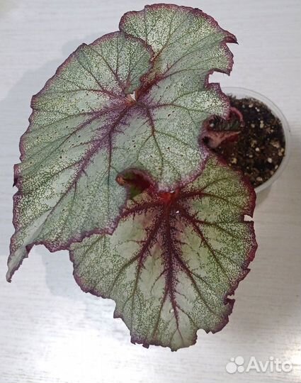 Бегония (Begonia DS-Веселая Метелица)