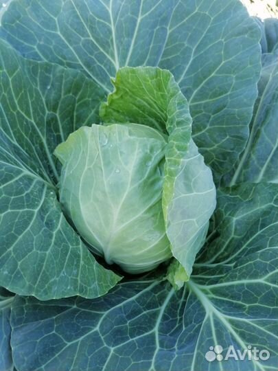 Капуста белокочанная молодая
