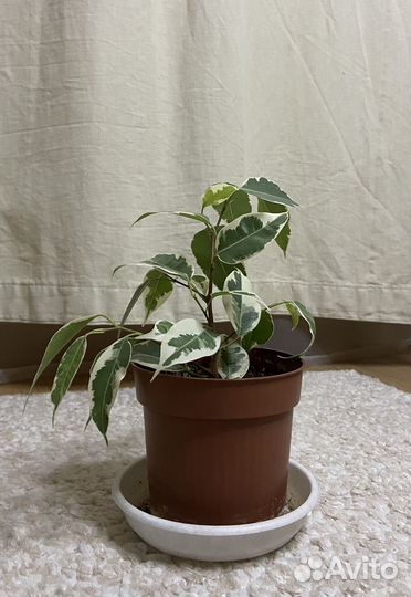 Фикус бенджамина