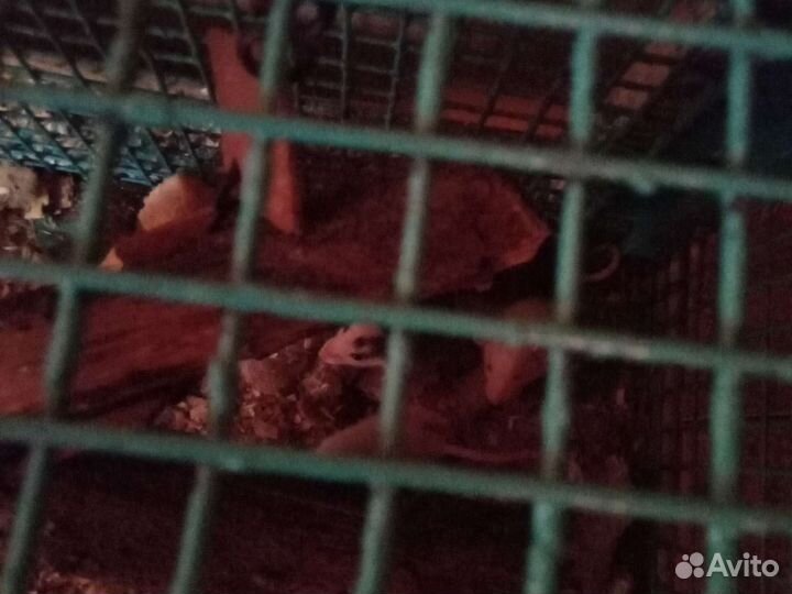 Продаю крыс