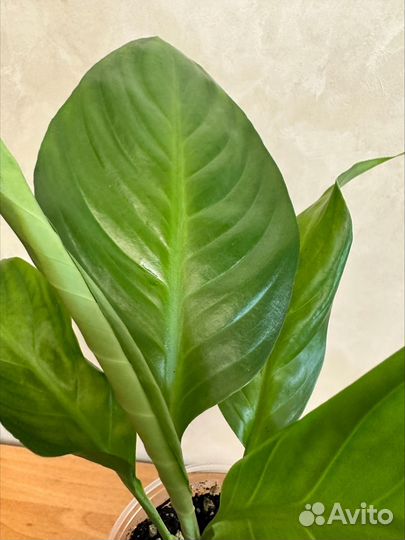 Спатифиллум Толстянка Каланхоэ