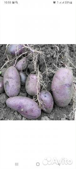 Семенной картофель