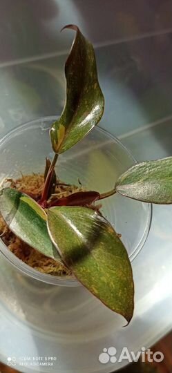 Редкие филодендроны