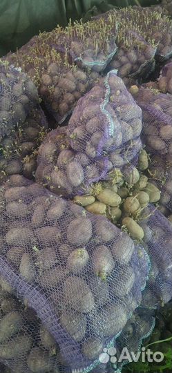 Корма для животных