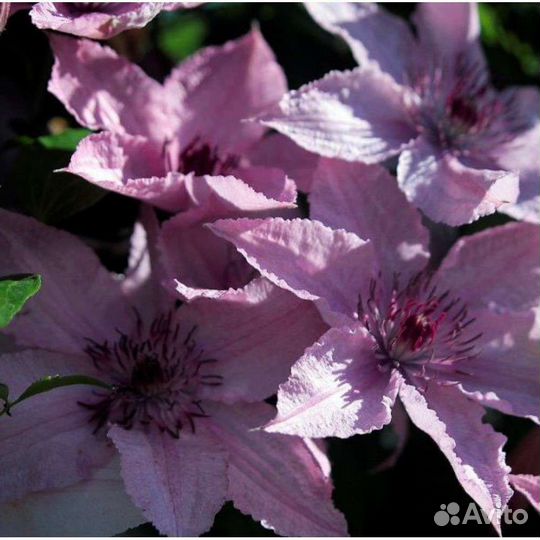 Многолетние растения из своего сада