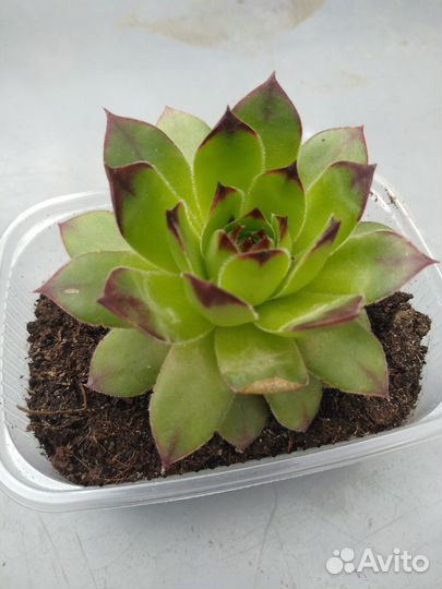 Суккуленты