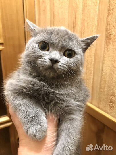 Экзотическая короткошерстная кошка