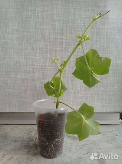 Пеларгония Pink Chart