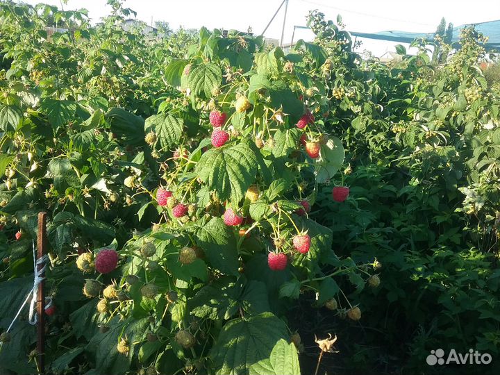 Малина ягода свежая