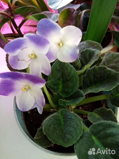 Фиалка Valeska Blue