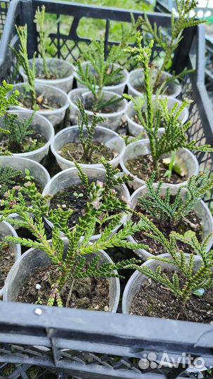 Декоративные кустарники