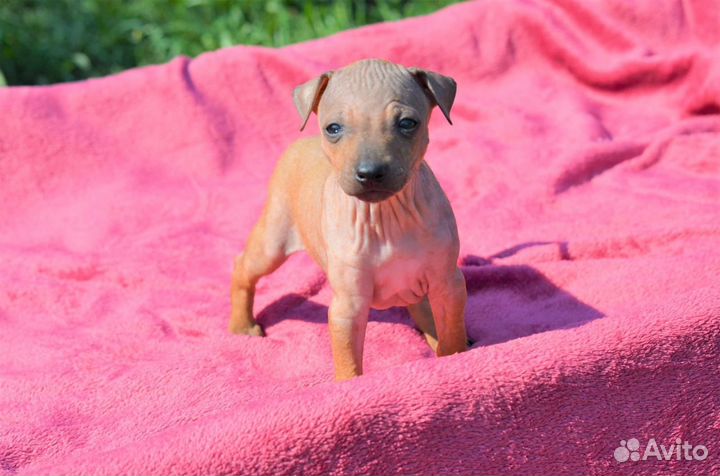 Мальчик агт