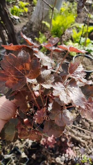 Хосты и гейхеры